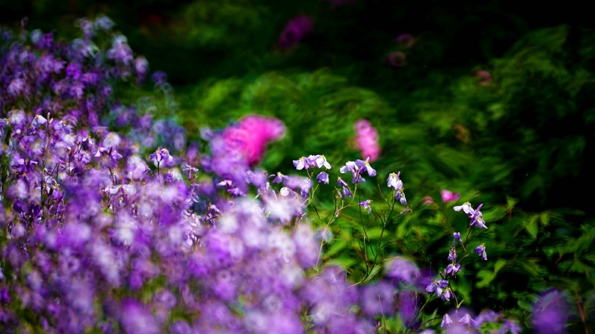 大 连 华 家 牡 丹 园 （ 四 ）