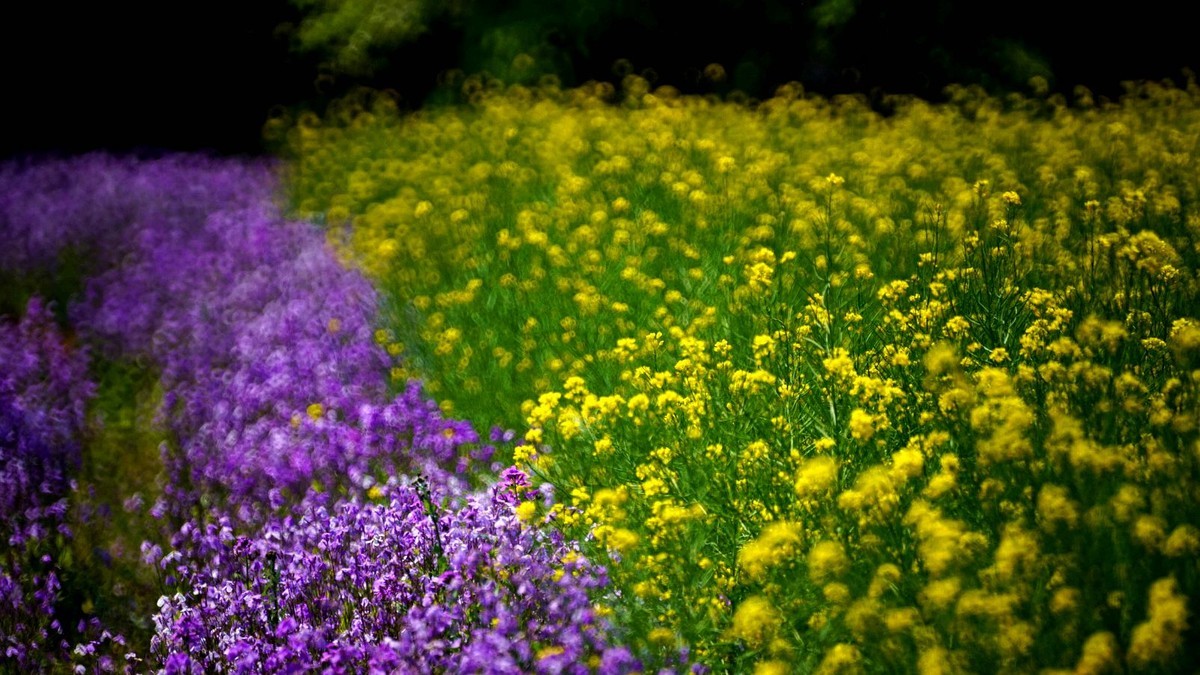 大 连 华 家 牡 丹 园 （ 四 ）