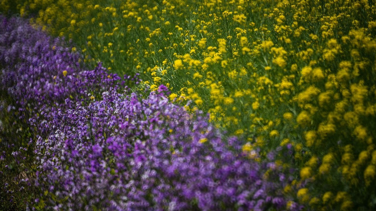 大 连 华 家 牡 丹 园 （ 四 ）