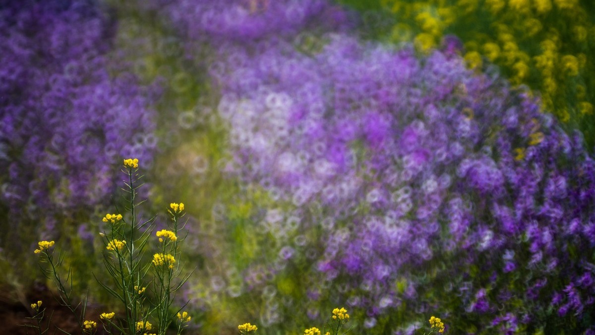 大 连 华 家 牡 丹 园 （ 四 ）