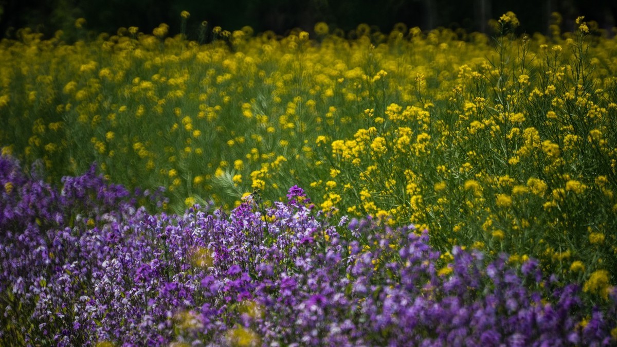 大 连 华 家 牡 丹 园 （ 四 ）