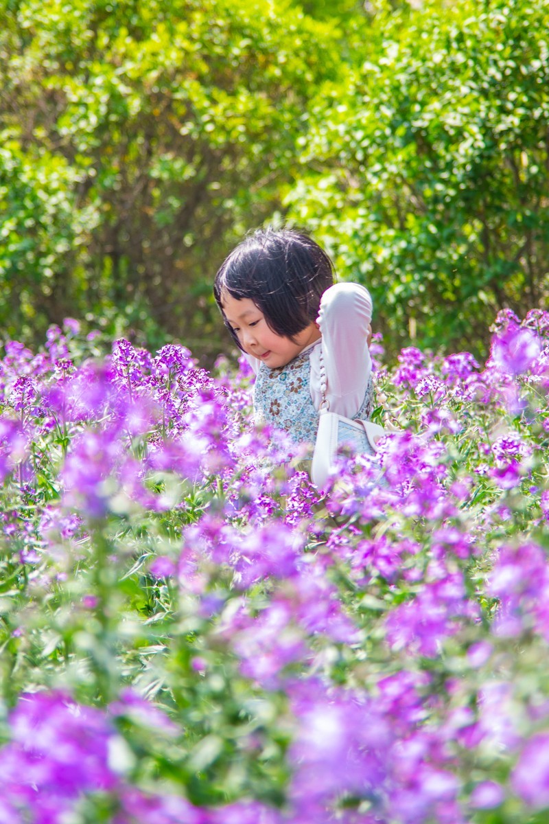 大 连 华 家 牡 丹 园 （ 四 ）