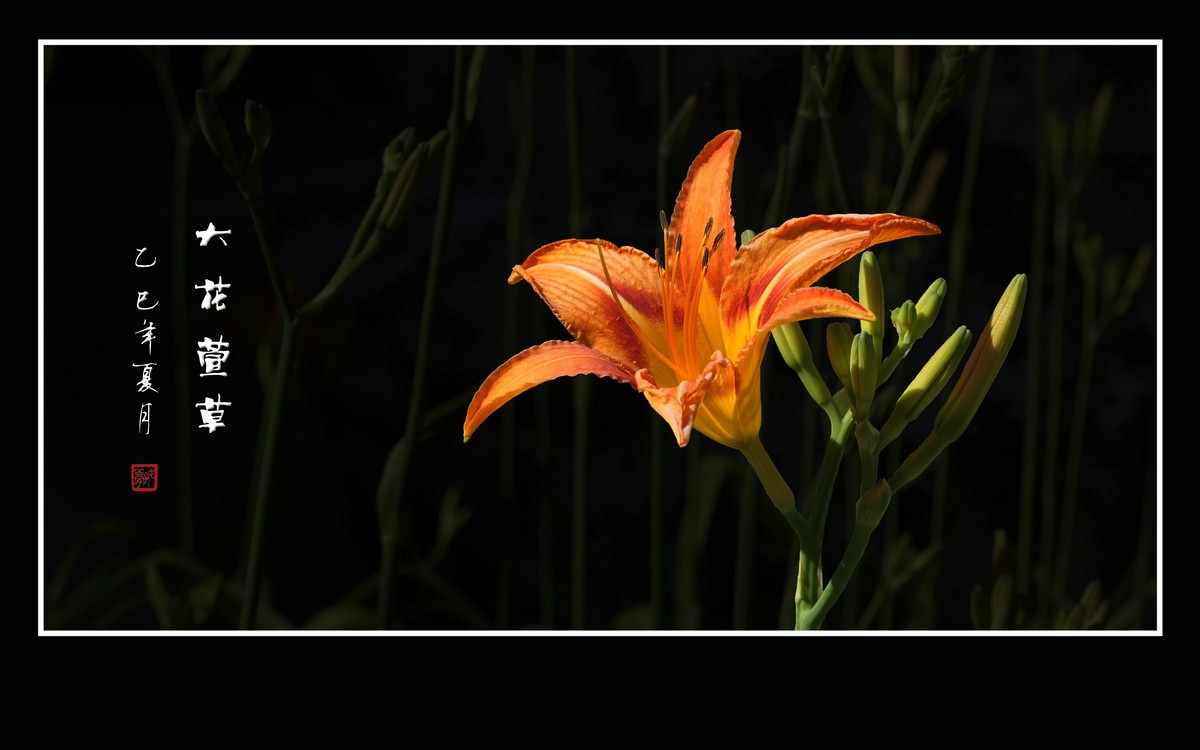 金黄色的大花萱草