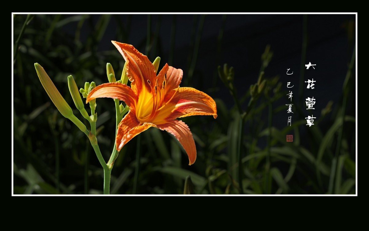 金黄色的大花萱草