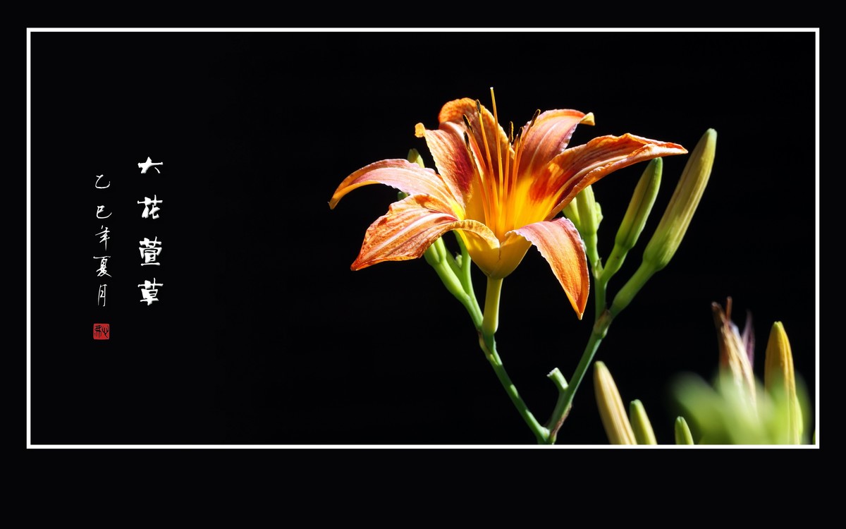 金黄色的大花萱草