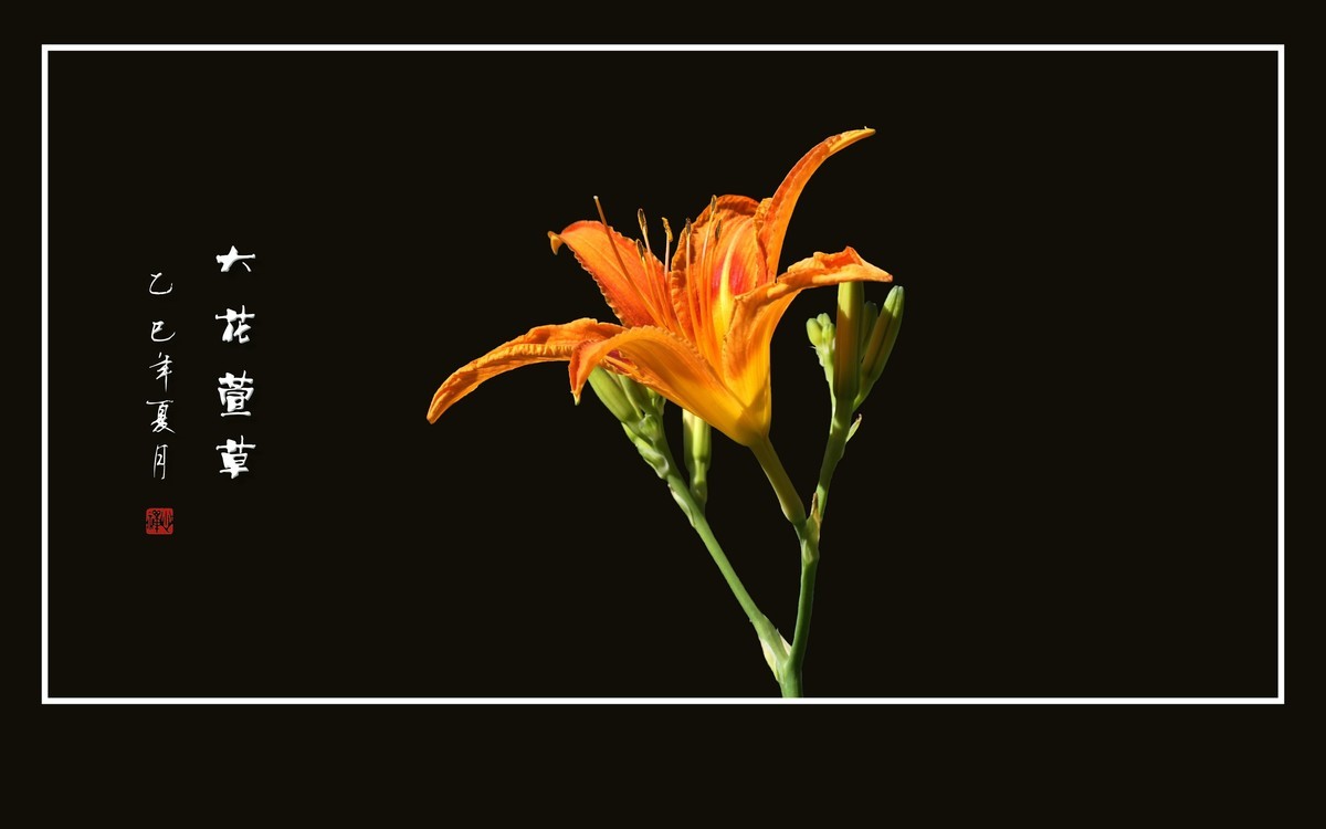 金黄色的大花萱草