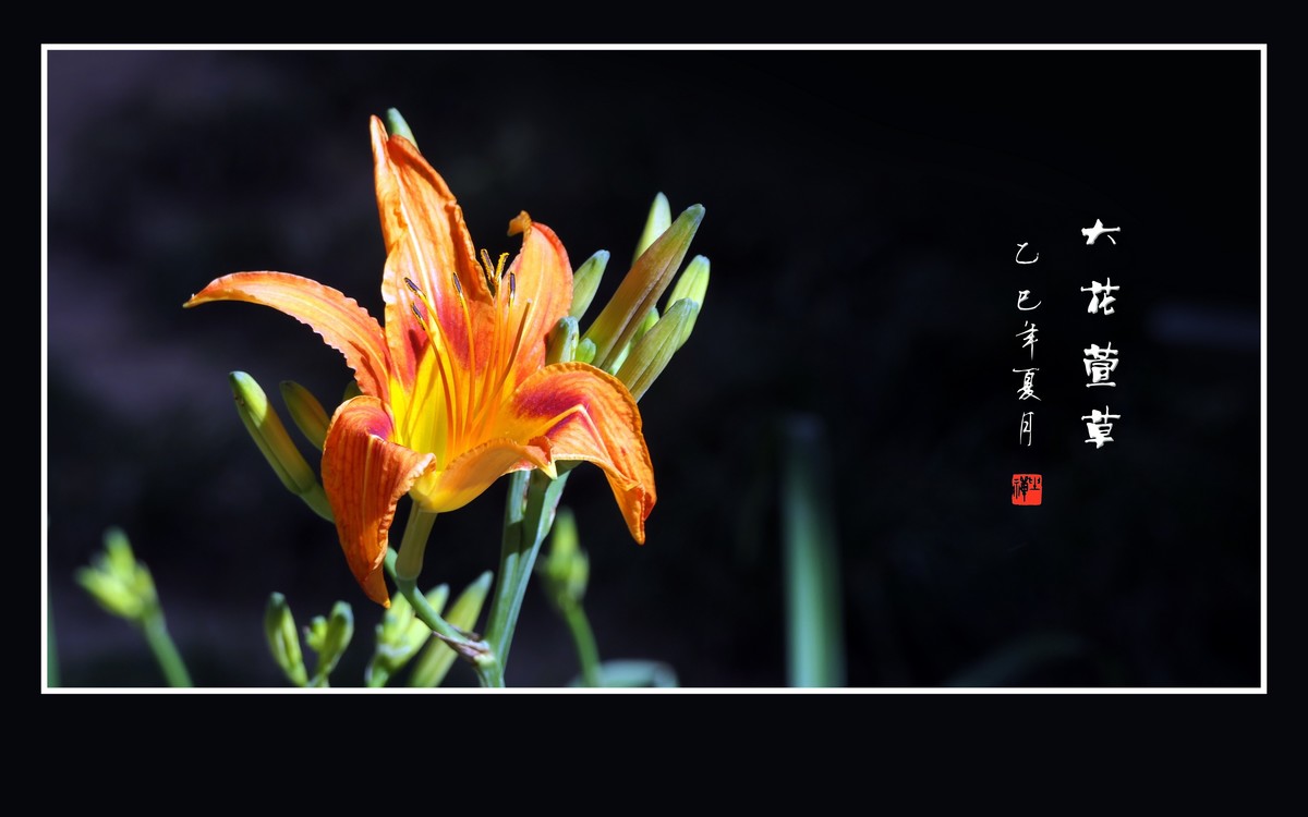 金黄色的大花萱草