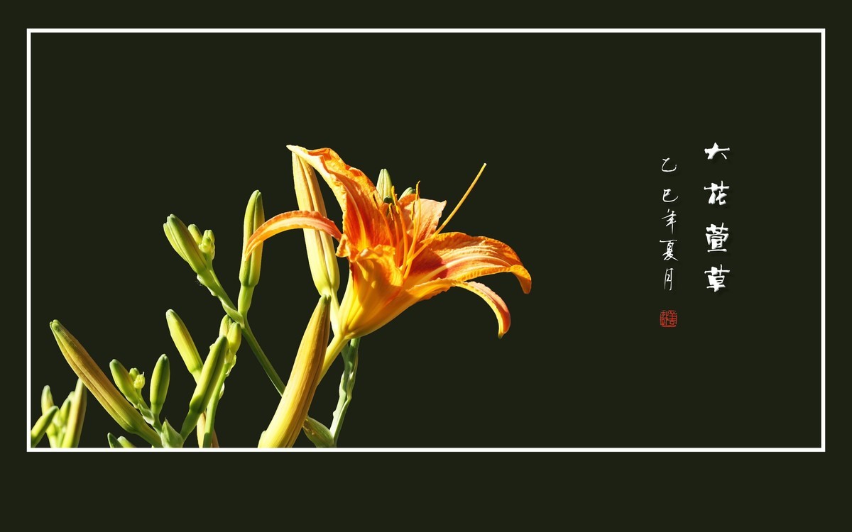 金黄色的大花萱草