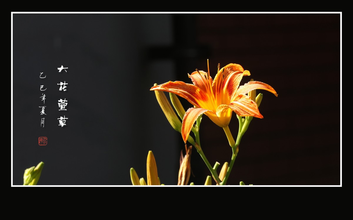 金黄色的大花萱草