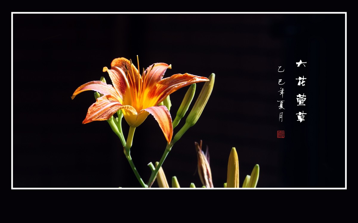 金黄色的大花萱草