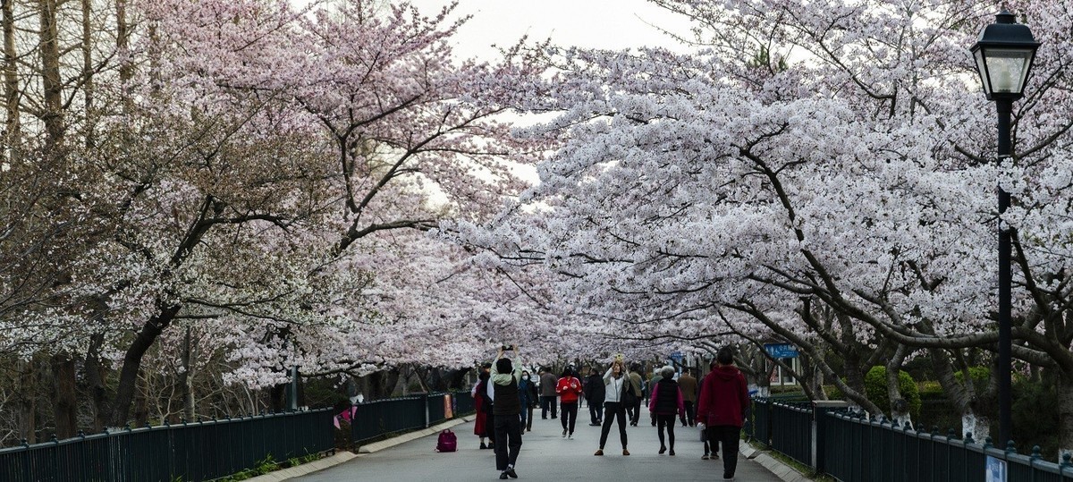 中山公园樱花