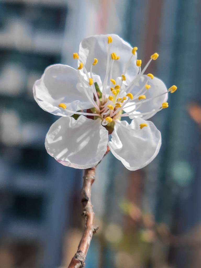 小米11Ultra桃花试机片（续）