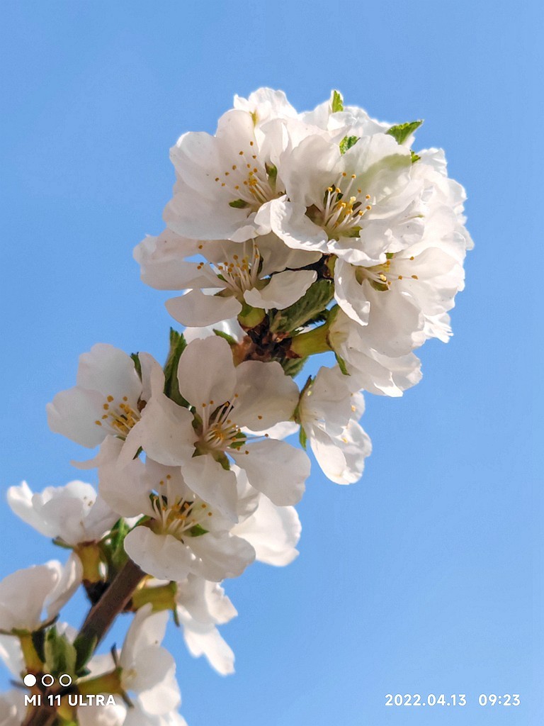 小米11Ultra桃花试机片（续）