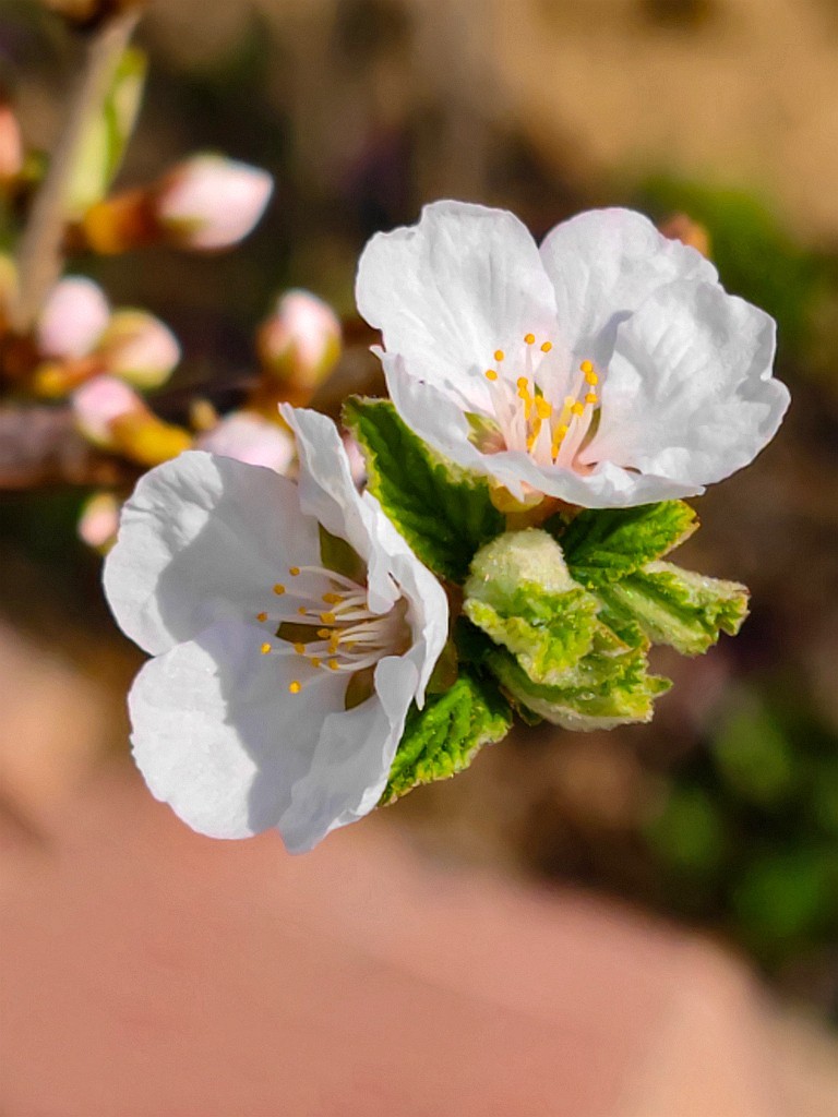 小米11Ultra桃花试机片（续）