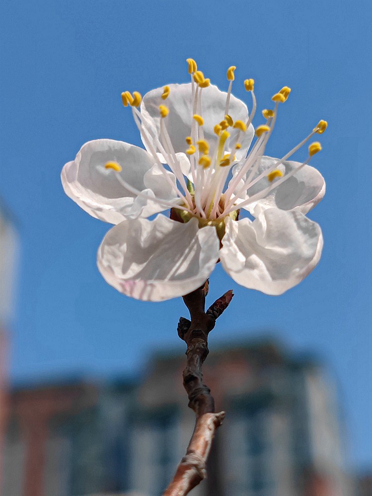 小米11Ultra桃花试机片（续）