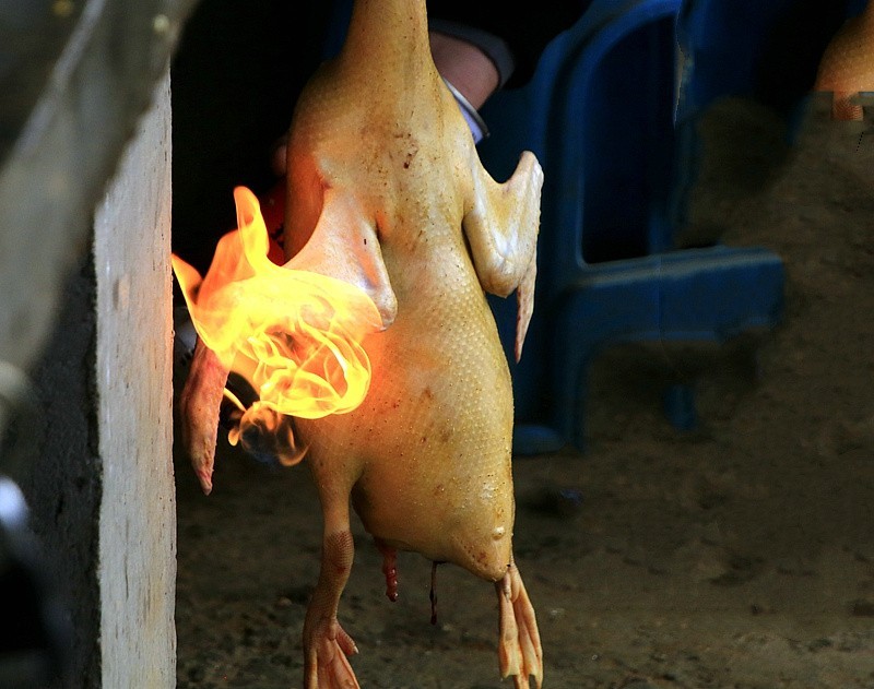 518【不老松：海南游摄纪实】临高县昌拱村小小菜市场!脱毛的鸭子为什么还用火烧？