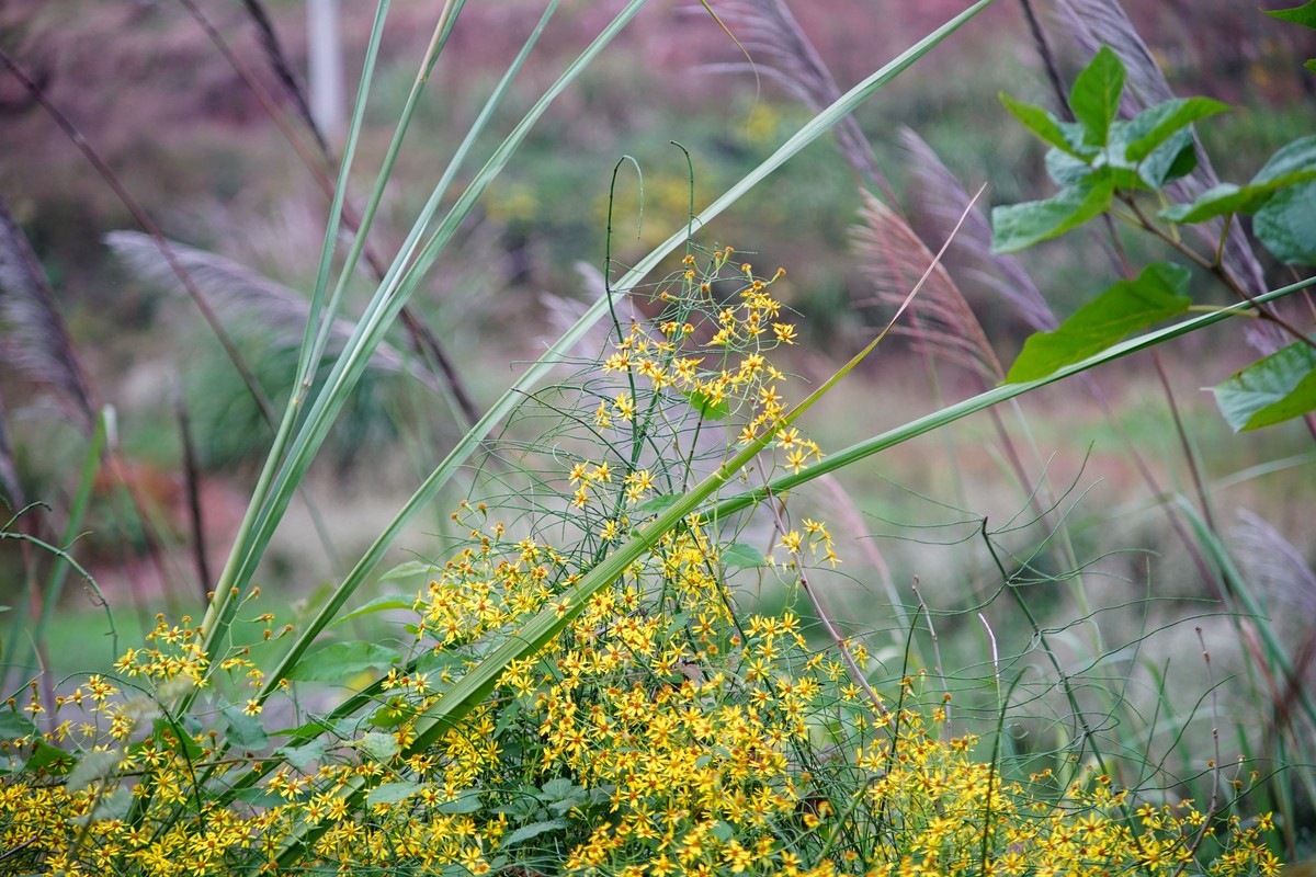 美能达721F4拍“青葙”