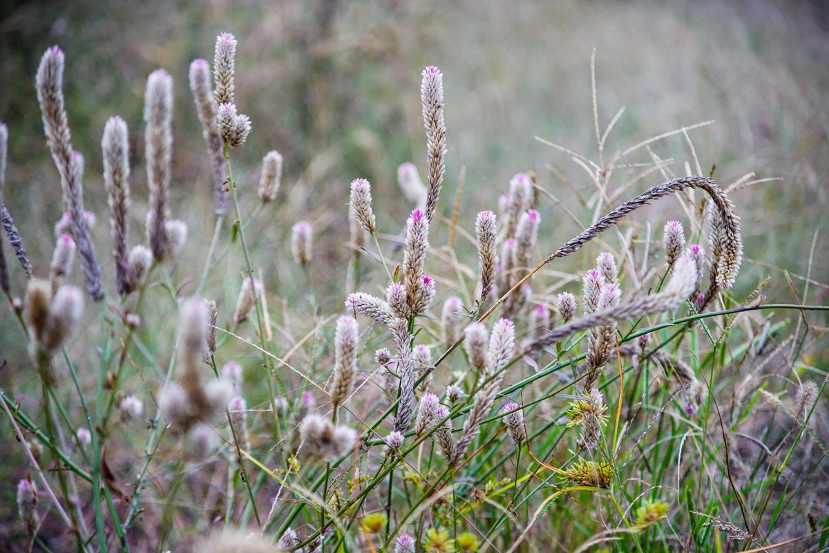 美能达721F4拍“青葙”