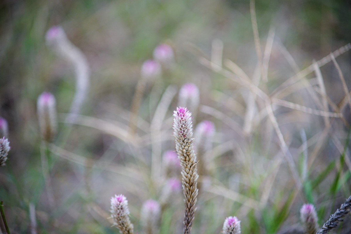 美能达721F4拍“青葙”