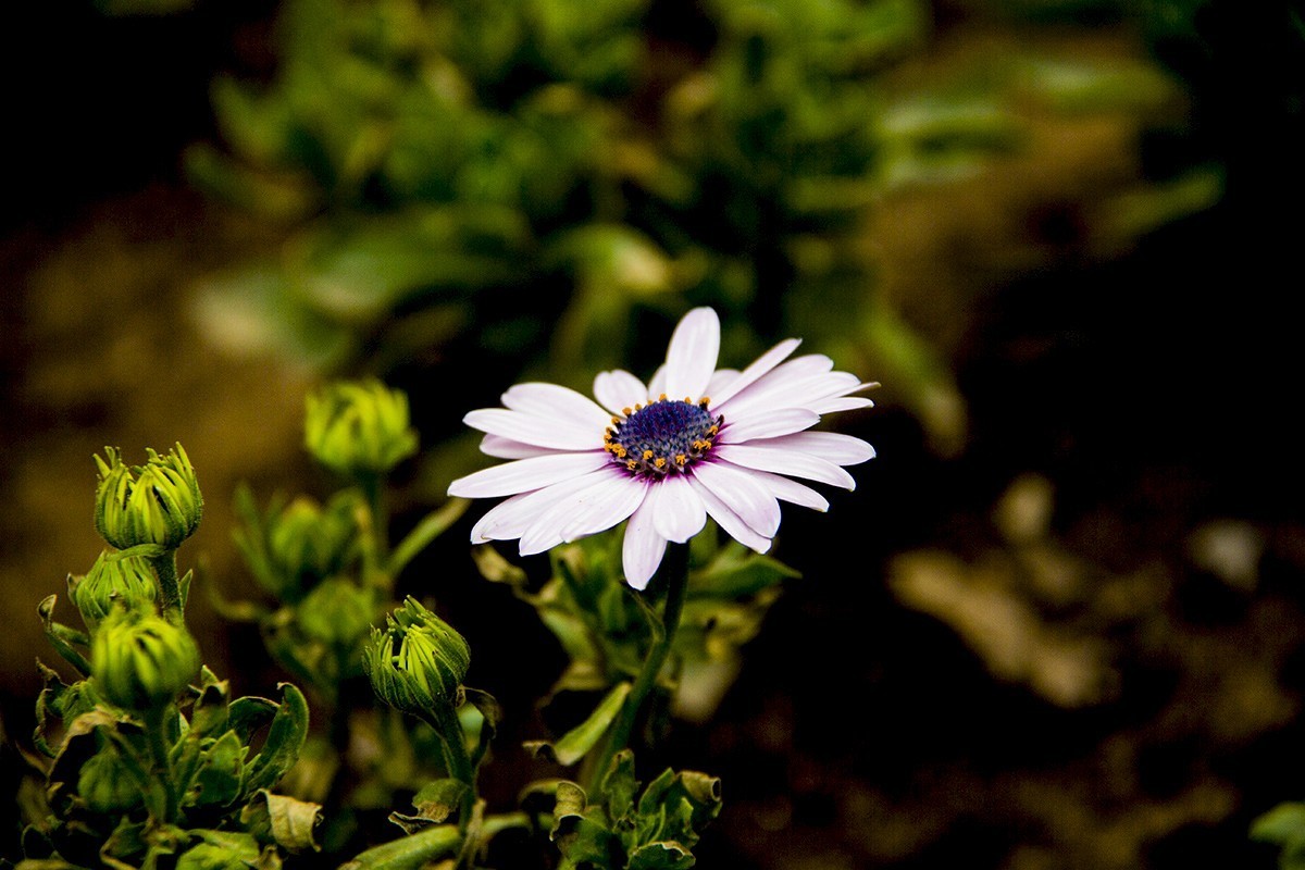 发一组后期制作的花。