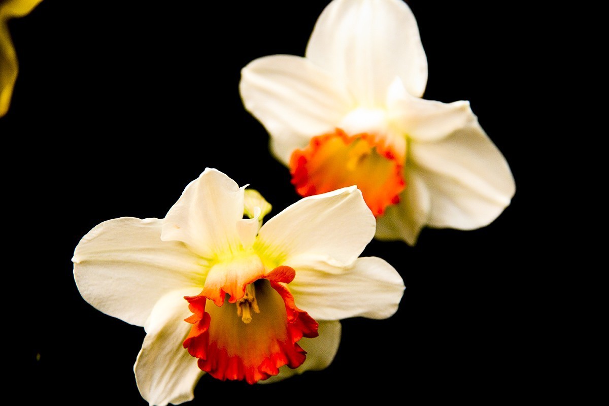 发一组后期制作的花。