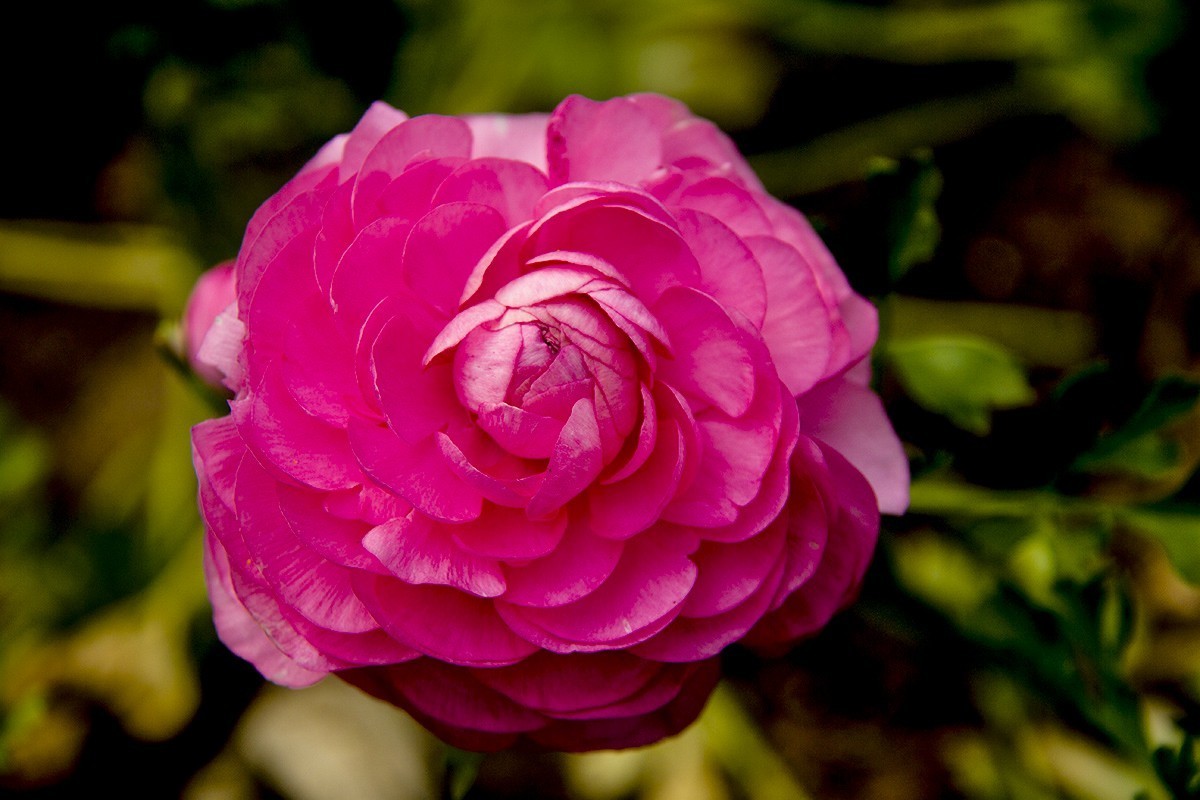 发一组后期制作的花。