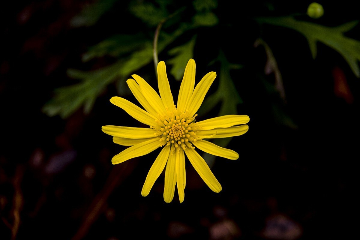 发一组后期制作的花。