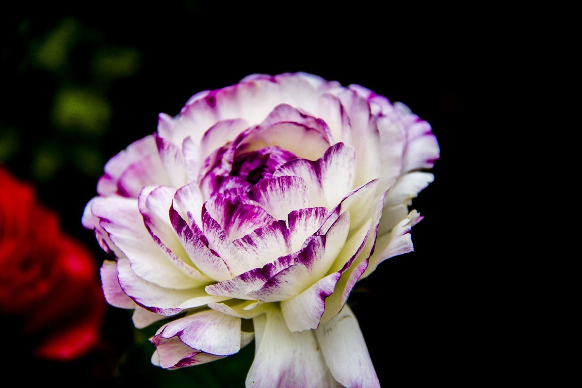 发一组后期制作的花。