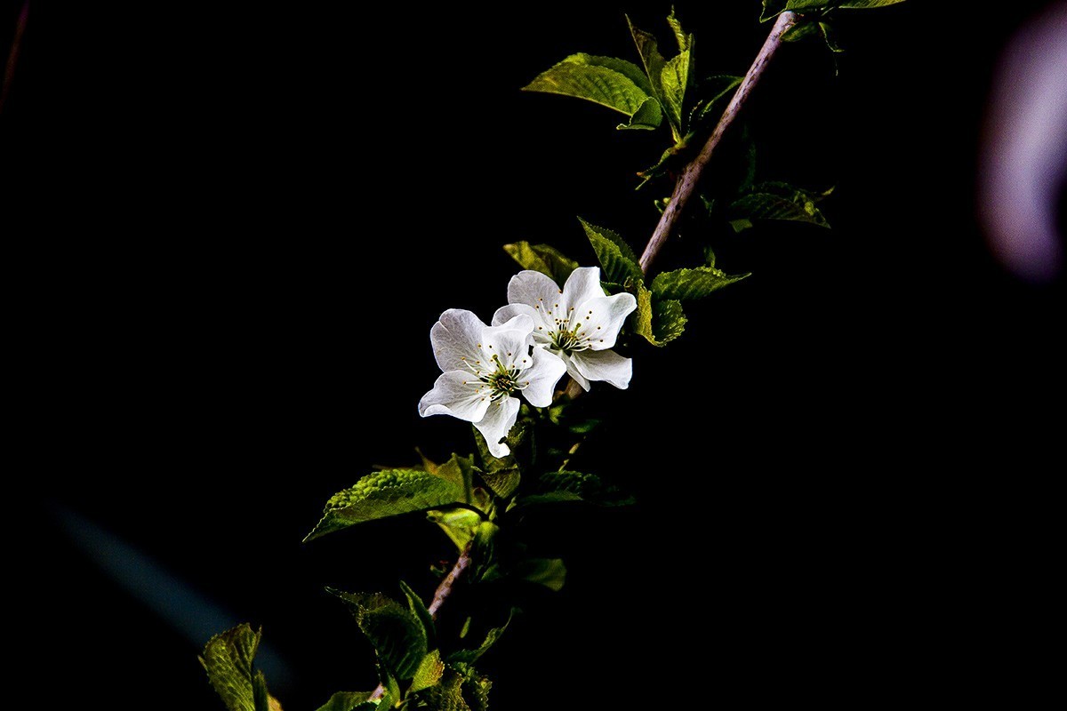 发一组后期制作的花。