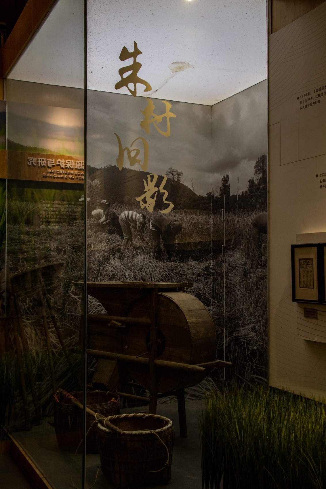 增城丝苗米（一）