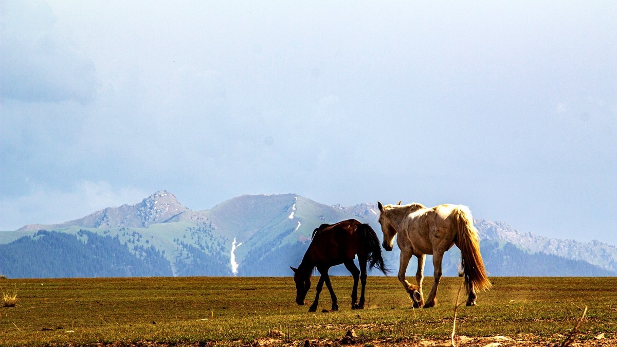 新疆行游--喀拉峻草原【18】