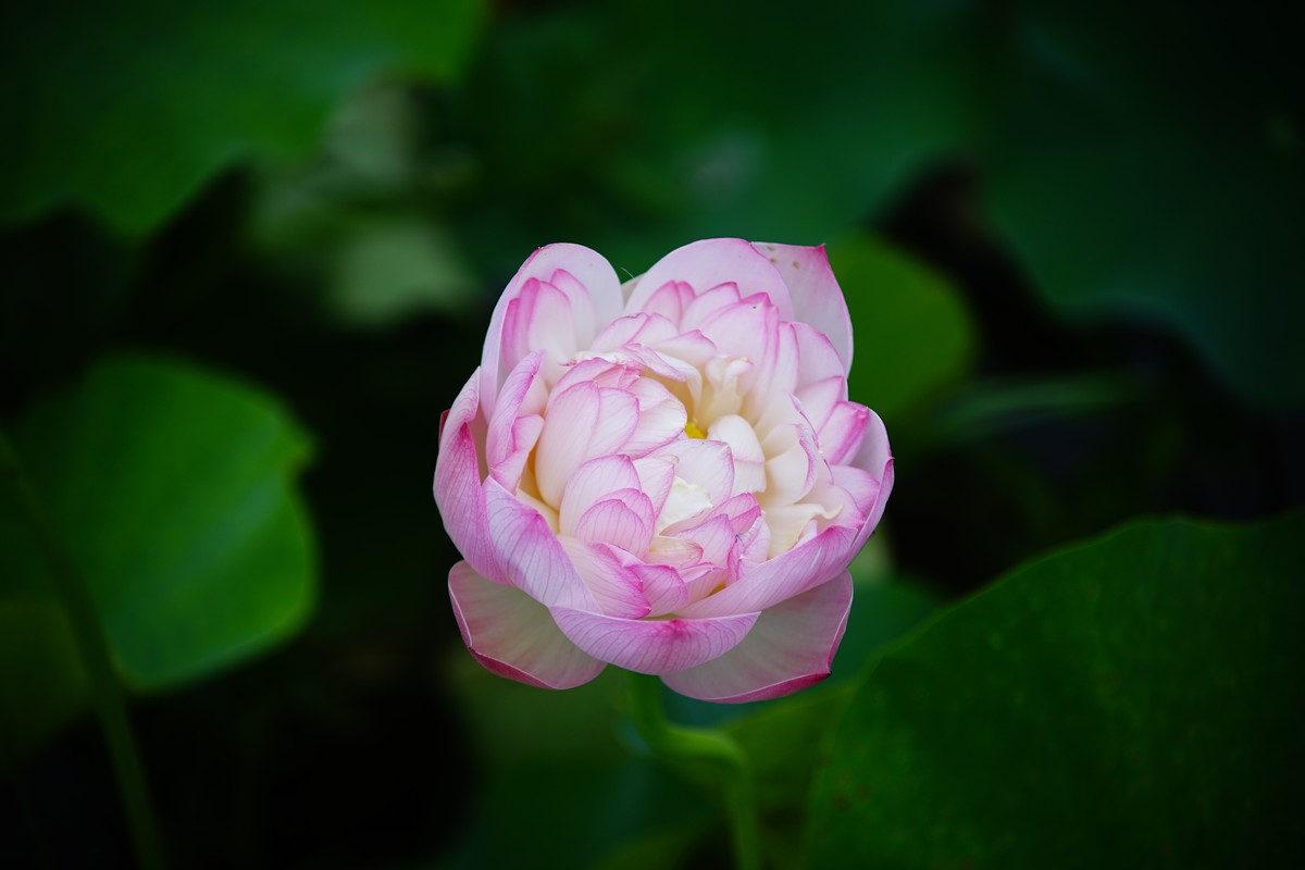 六月的花田坝子