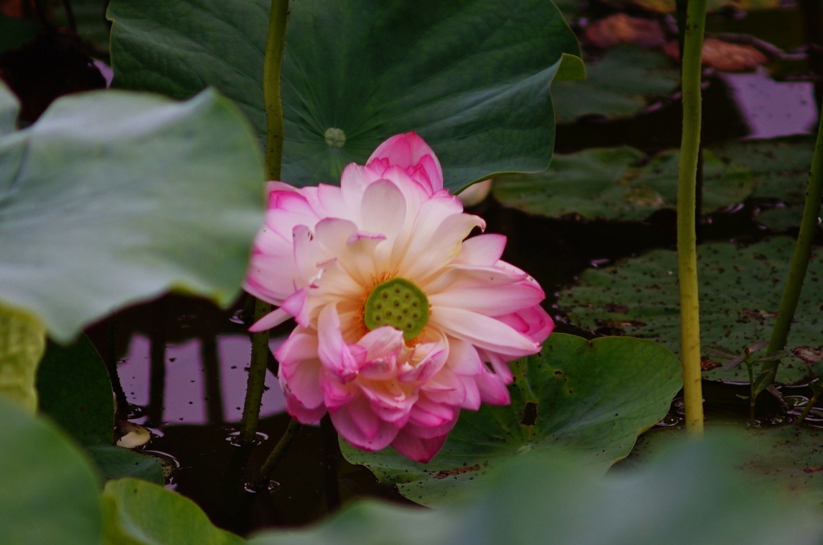六月的花田坝子