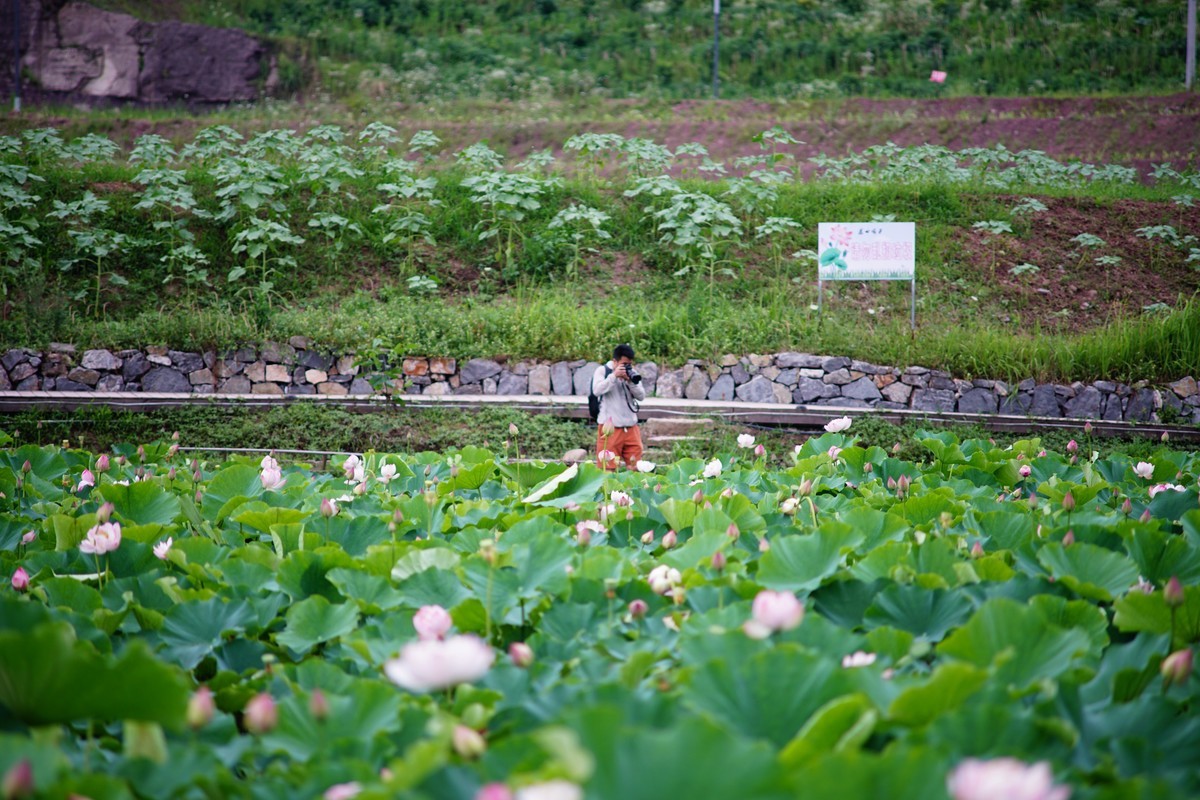 六月的花田坝子