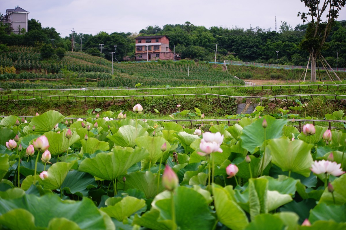 六月的花田坝子