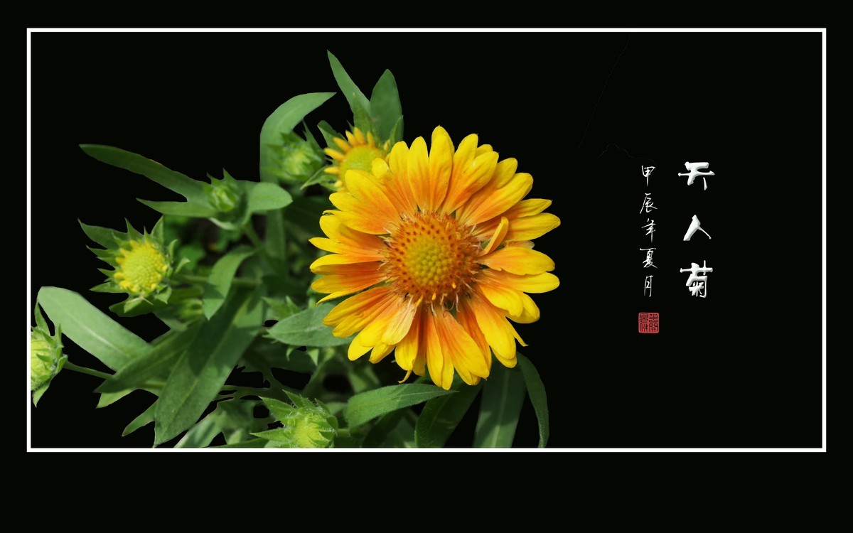 不见花车只见轮，风来轮转太销魂