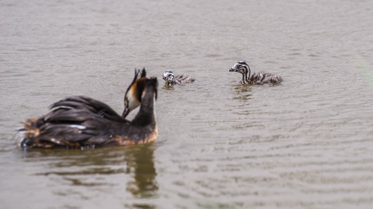 有 趣 的 PI TI 育 雏 （ 二 ）