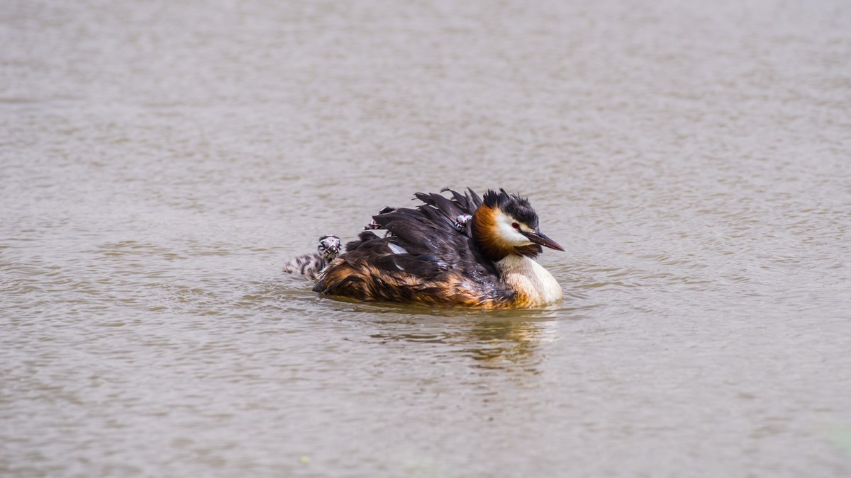 有 趣 的 PI TI 育 雏 （ 二 ）