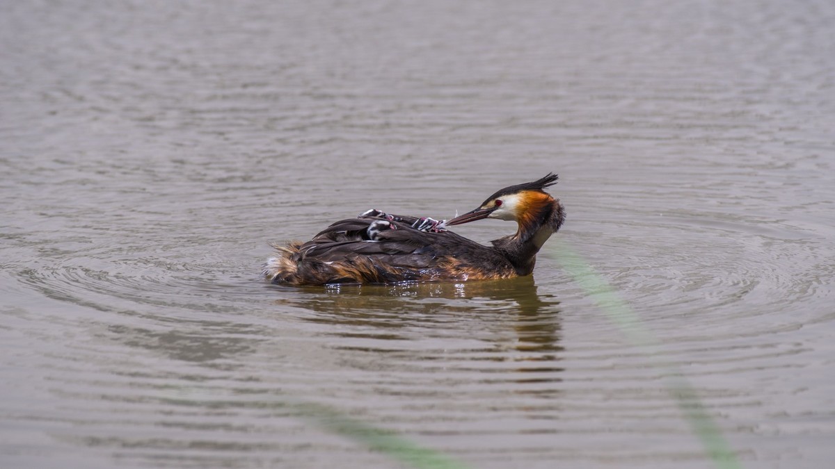 有 趣 的 PI TI 育 雏 （ 二 ）