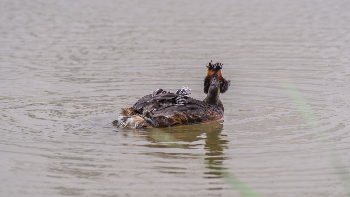 有 趣 的 PI TI 育 雏 （ 二 ）
