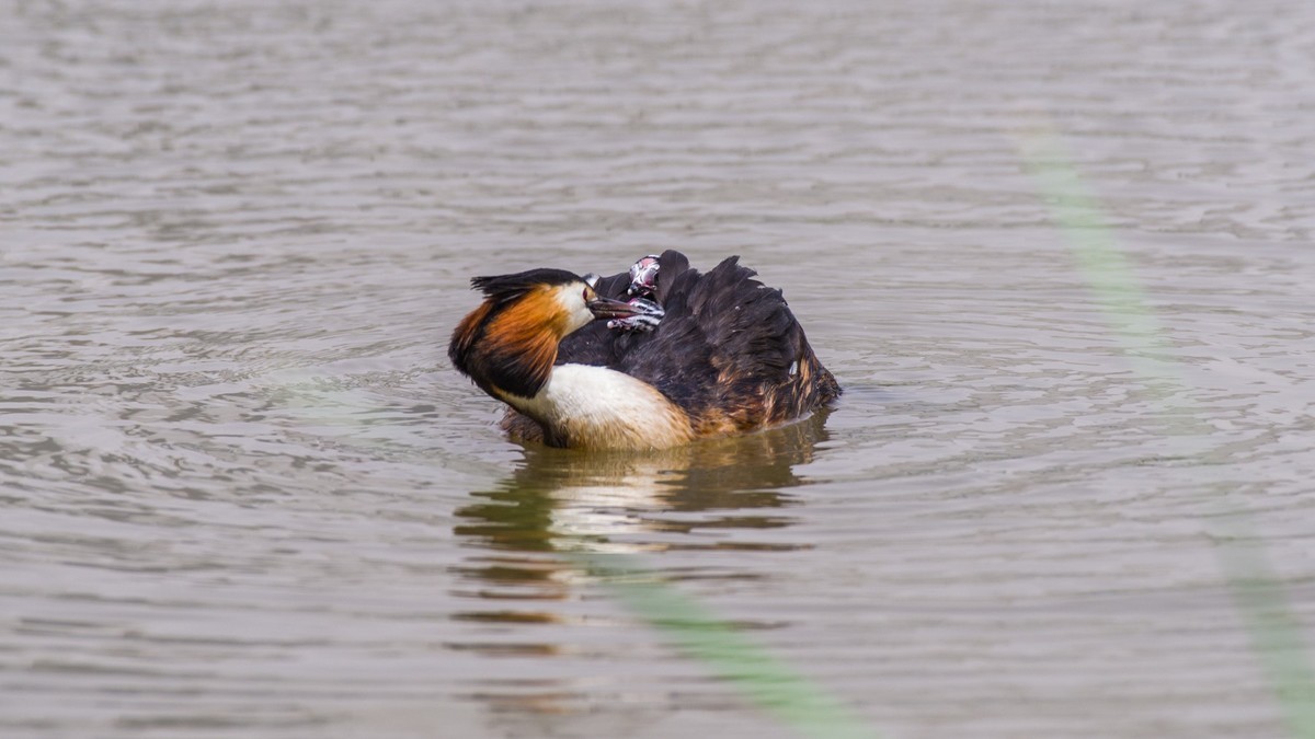 有 趣 的 PI TI 育 雏 （ 二 ）
