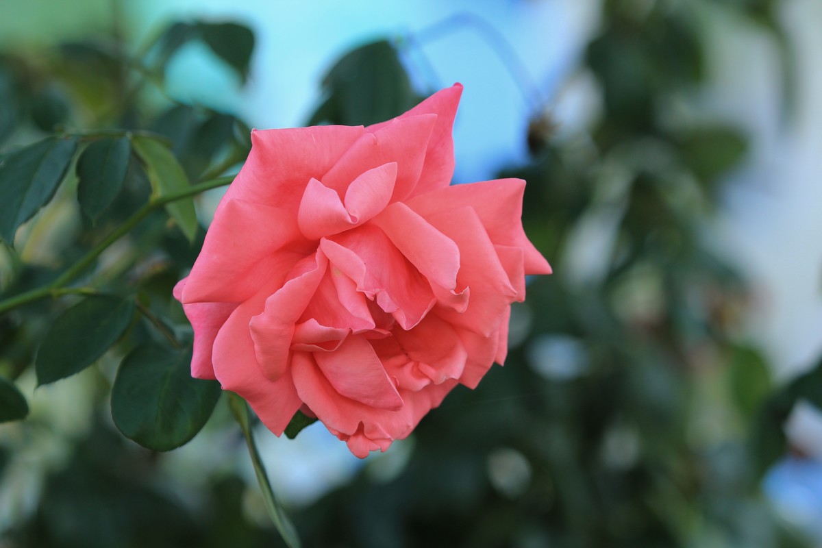 拍摄花卉一（354）