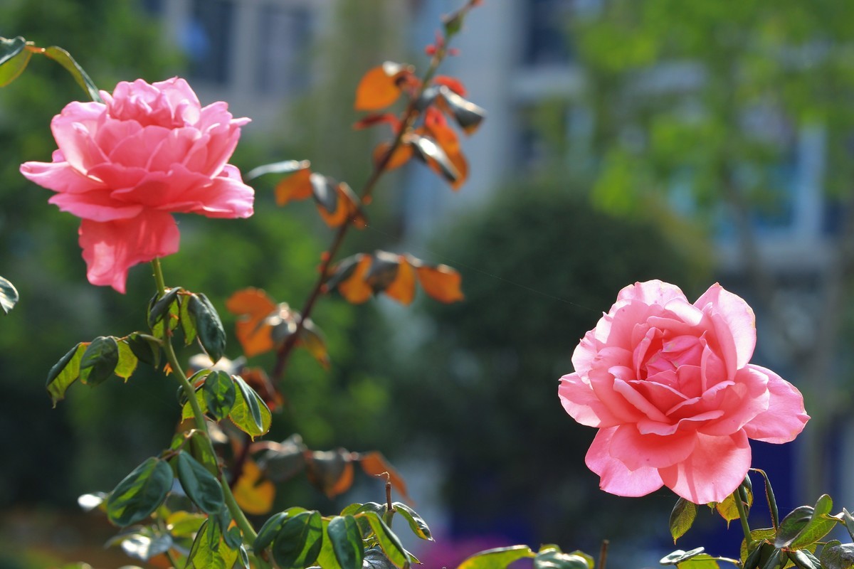 拍摄花卉一（354）