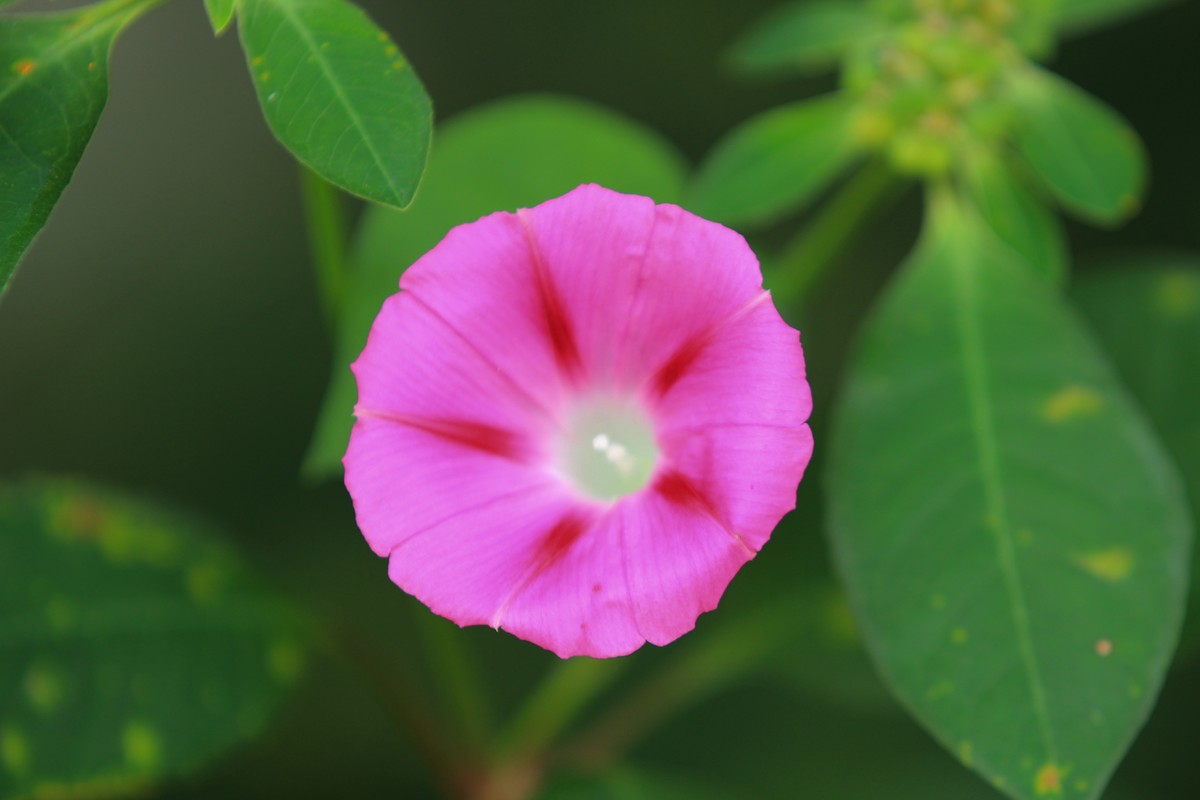 拍摄花卉一（354）