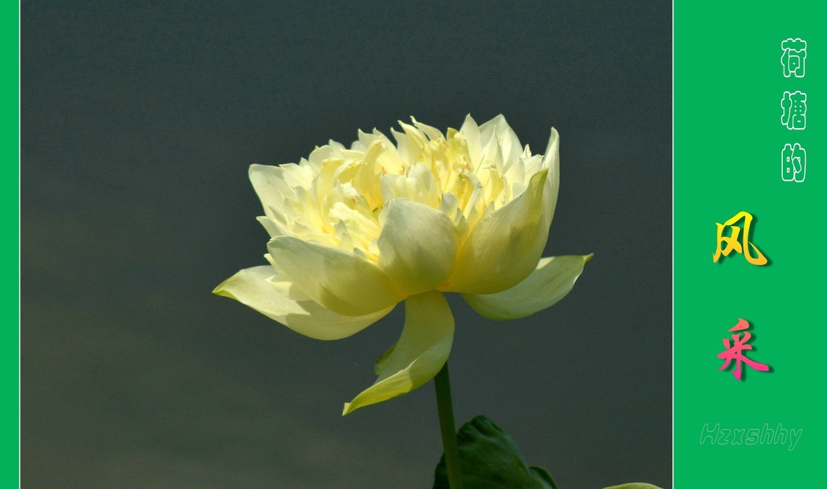 荷塘的风采（2024196）