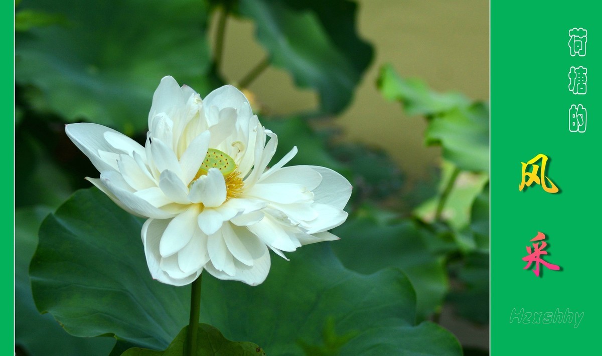 荷塘的风采（2024196）