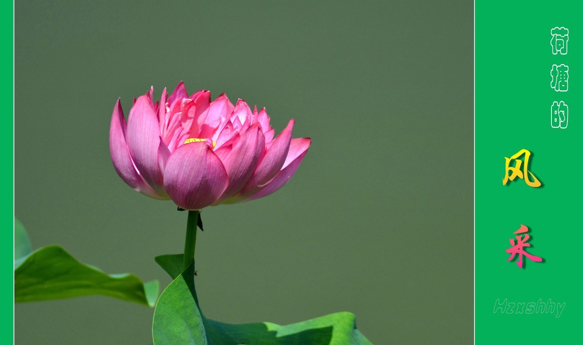 荷塘的风采（2024196）