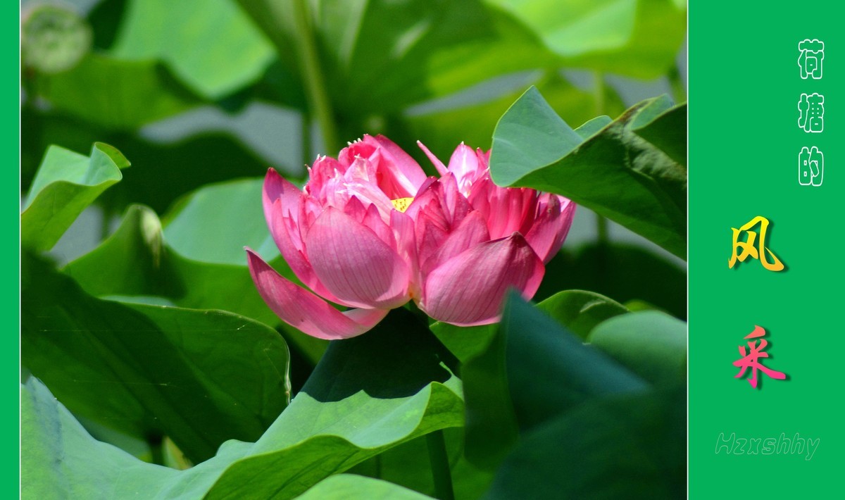 荷塘的风采（2024196）