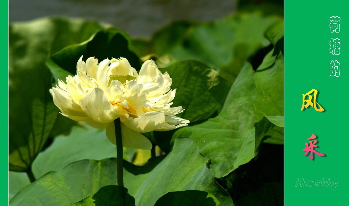 荷塘的风采（2024196）