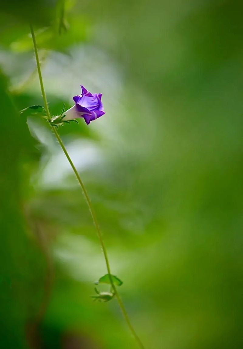 牵牛花3